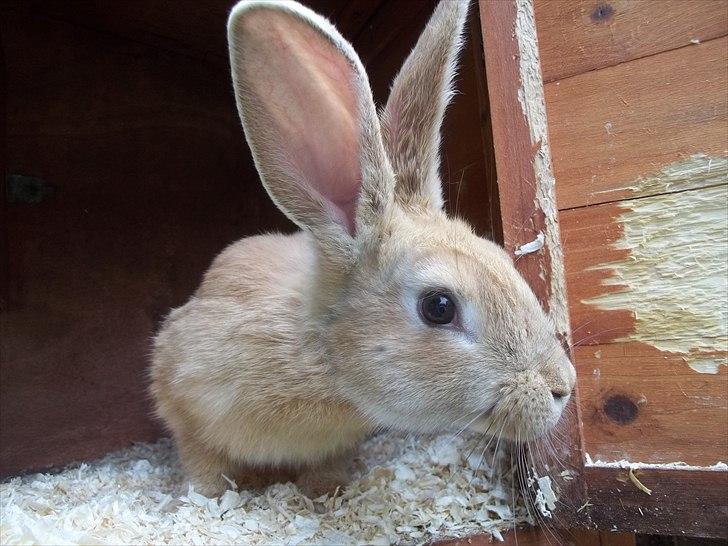 Kanin Stald trekløvers Domino  billede 2