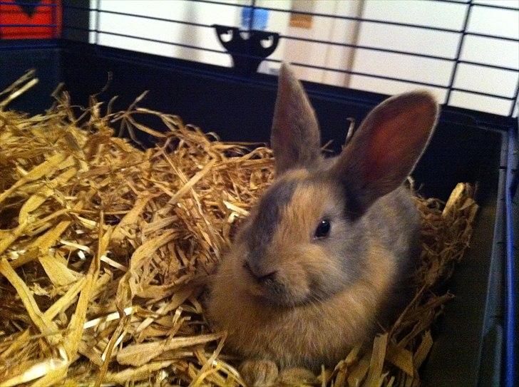 Kanin Mercedes billede 2