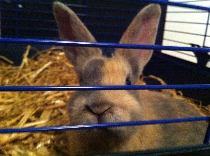 Kanin Mercedes billede 3