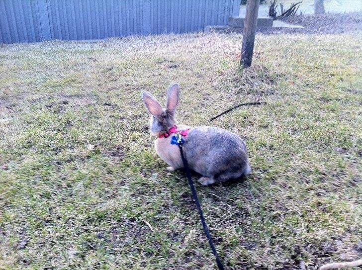 Kanin Mercedes billede 4