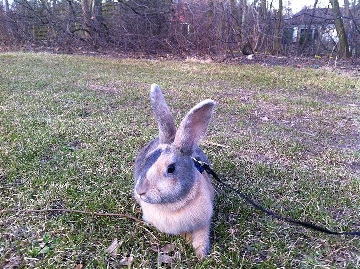 Kanin Mercedes billede 5