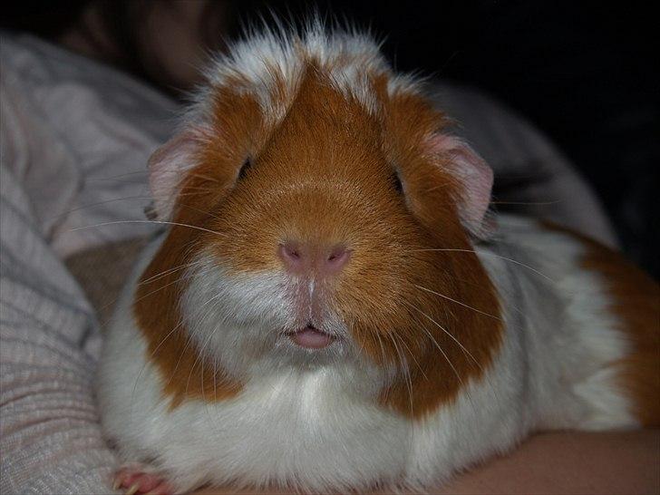 Marsvin Chili billede 2