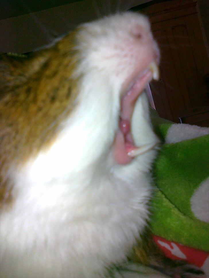 Marsvin | 'Hej' Manke | - Lige efter han havde været i bad:D *Man bliver jo træt af at være i badxD* billede 6