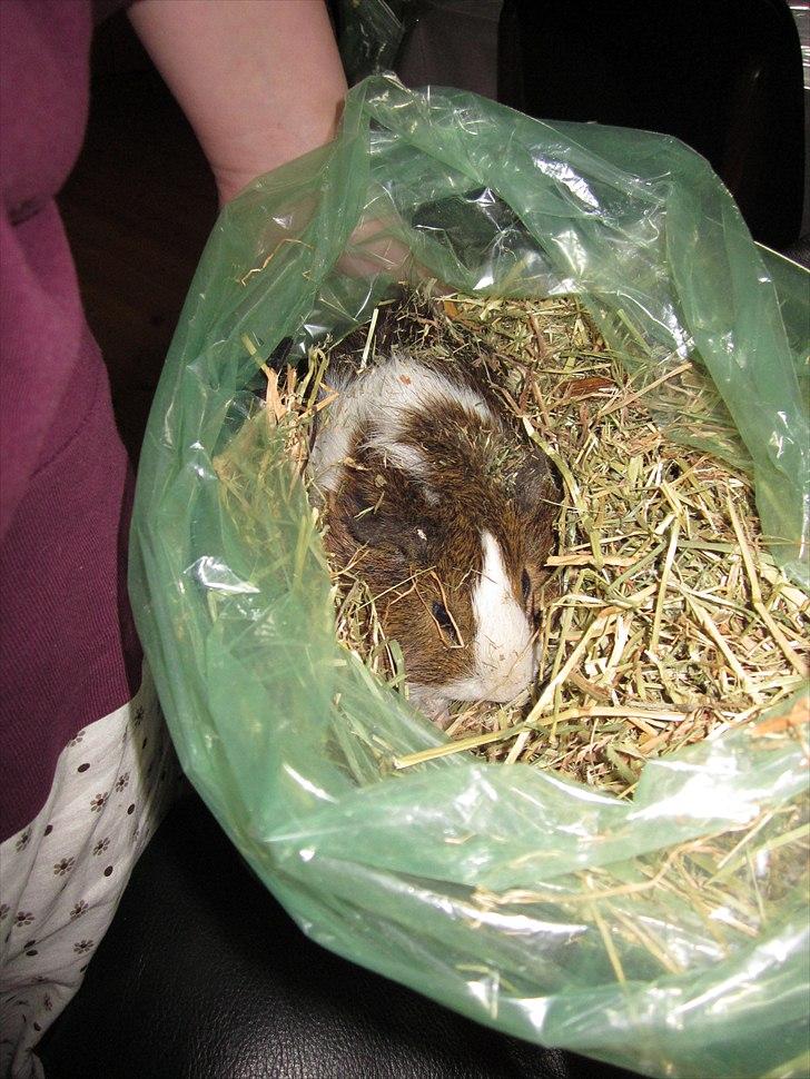 Marsvin | 'Hej' Manke | -  Manke i posen med hø!<3 *Når høet ikke kan komme til én så må man jo komme til høet <3* billede 7