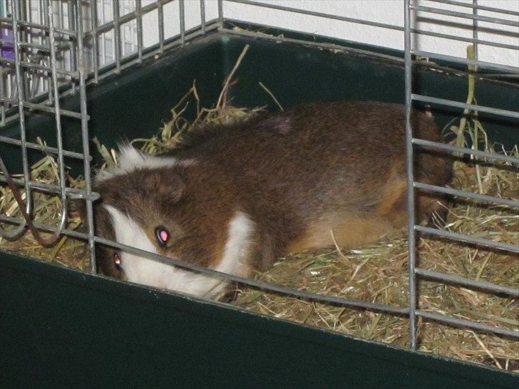 Marsvin | 'Hej' Manke | - Godnat manke:*<3 billede 8