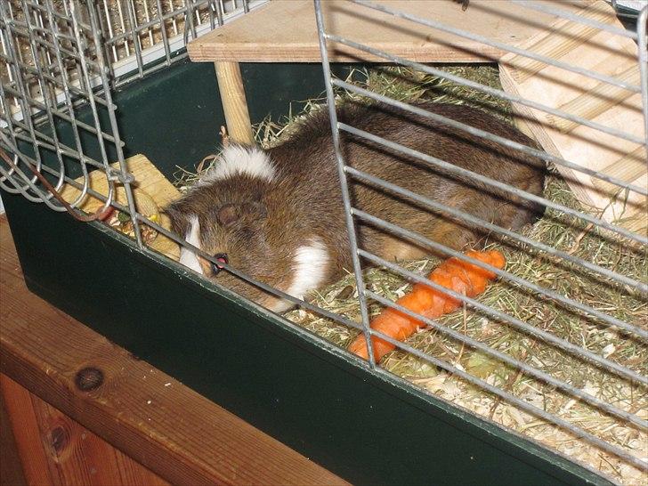 Marsvin | 'Hej' Manke | - Mankes yndlings sove''bamse'' Gulerød:*<3 billede 9