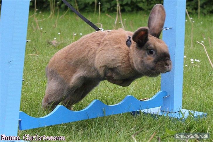 Kanin Dundines Mini Troja billede 9