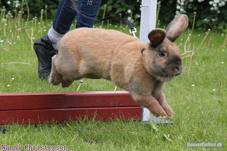 Kanin Dundines Mini Troja billede 10