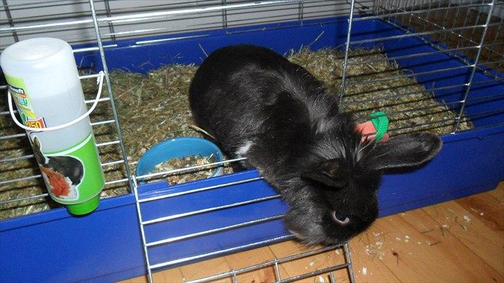 Kanin " Visby´s Fairy tale billede 6