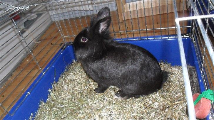 Kanin " Visby´s Fairy tale billede 7