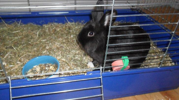 Kanin " Visby´s Fairy tale billede 8