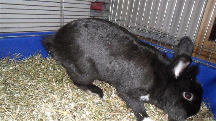 Kanin " Visby´s Fairy tale billede 9