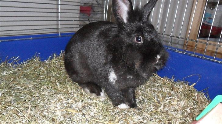 Kanin " Visby´s Fairy tale billede 10