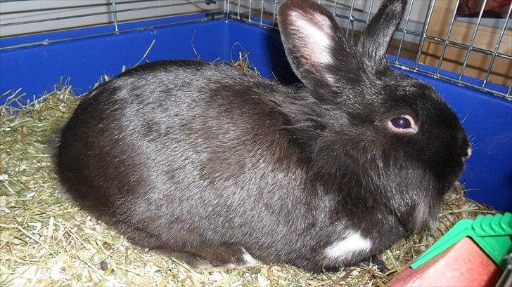 Kanin " Visby´s Fairy tale billede 11