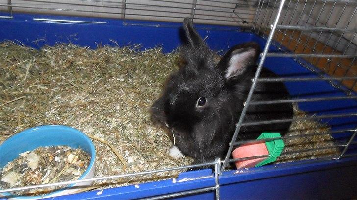 Kanin " Visby´s Fairy tale billede 12