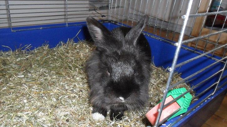 Kanin " Visby´s Fairy tale billede 13