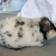 Marsvin Julles Texas