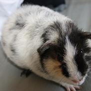 Marsvin Julles Texas