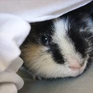 Marsvin Julles Texas