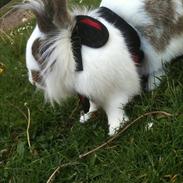 Kanin Brændemosegårds Rain