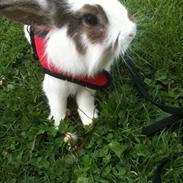 Kanin Brændemosegårds Rain