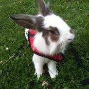 Kanin Brændemosegårds Rain