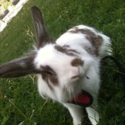 Kanin Brændemosegårds Rain