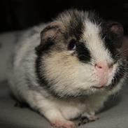 Marsvin Julles Texas