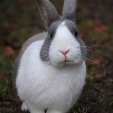 Kanin - Hollænder Strandvejs Shapper