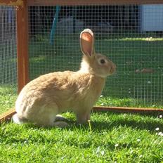 Kanin Stald trekløvers Domino 