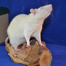 Tamrotte †Steve McQueen†