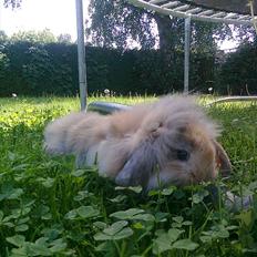 Kanin Hr. Nimbus |Uld toten <3|