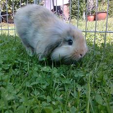 Kanin Hr. Nimbus |Uld toten <3|
