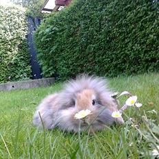 Kanin Hr. Nimbus |Uld toten <3|