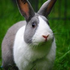 Kanin - Hollænder Strandvejs Shapper