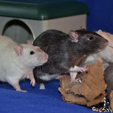 Tamrotte †Røntved's Zeus†