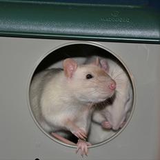 Tamrotte †Røntved's Zeus†