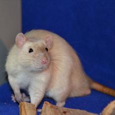 Tamrotte †Røntved's Zeus†