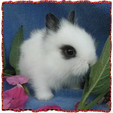 Kanin dværg teddy  Rosina