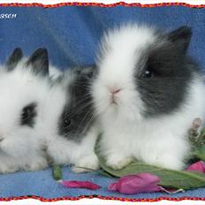 Kanin dværg teddy  Rosina