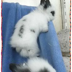 Kanin dværg teddy  Rosina