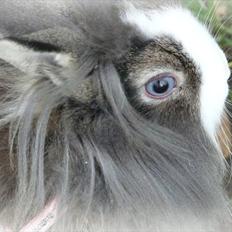 Kanin CK's Sweet Wilma