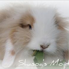 Kanin Shasoa's Mojito