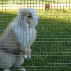 Kanin Shasoa's Mojito
