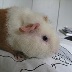 Marsvin Rodbedes Coco Riley