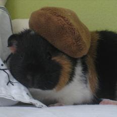 Marsvin Rodbedes Bijou