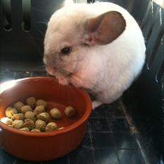 Chinchilla Mamalou