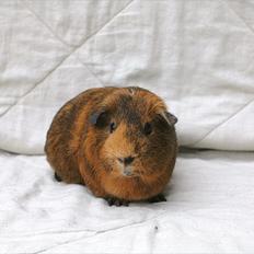 Marsvin Solsidens Lovely Lulu<3