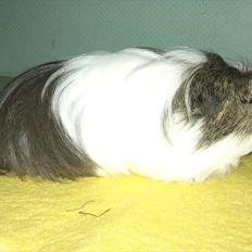 Marsvin Zynta von Sortfod