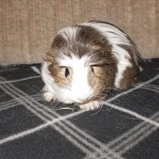 Marsvin Zynta von Sortfod